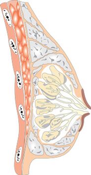 De structuur van de vrouwelijke borst