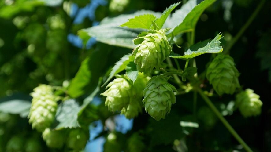 hopbellen voor borstvergroting
